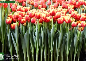 Tulipa Shell ® (1)